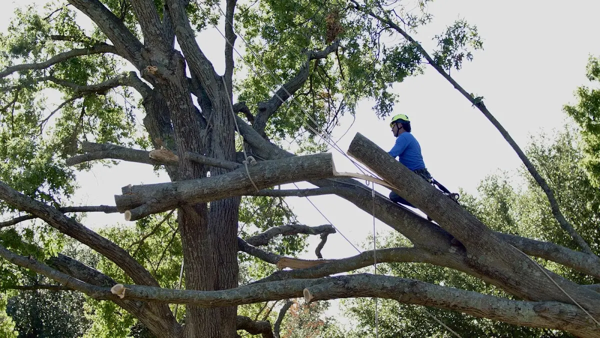 Professional Crown Thinning performed by certified arborists in Huntingdon
