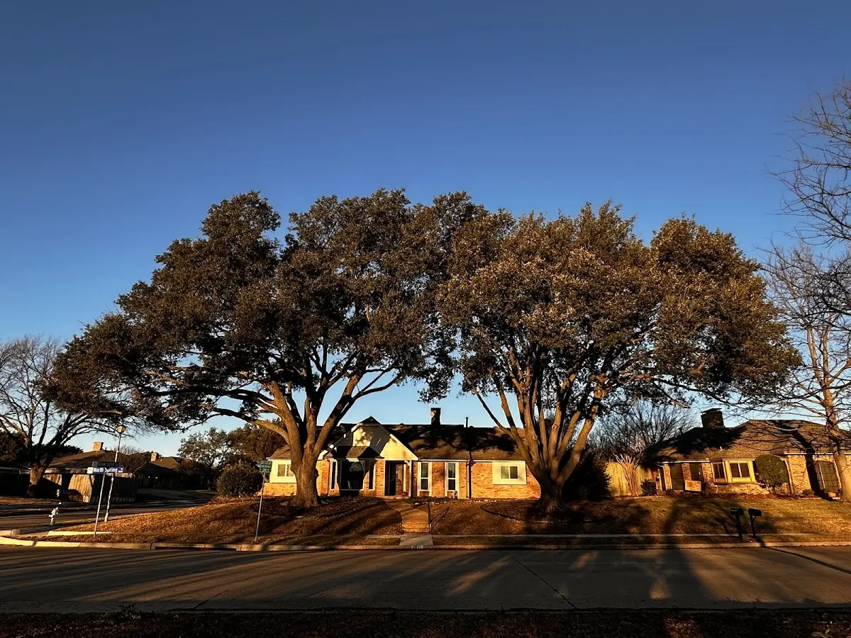 Established residential canopy tree shading a home in Huntingdon